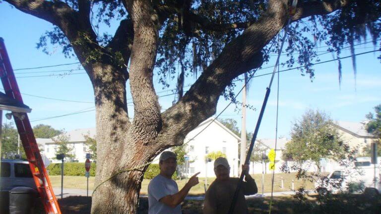tree removal service clearwater fl, Hyattsville MD