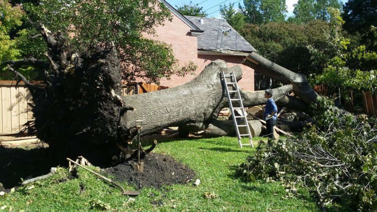Benefits of Trimming Trees Before Hurricane Season