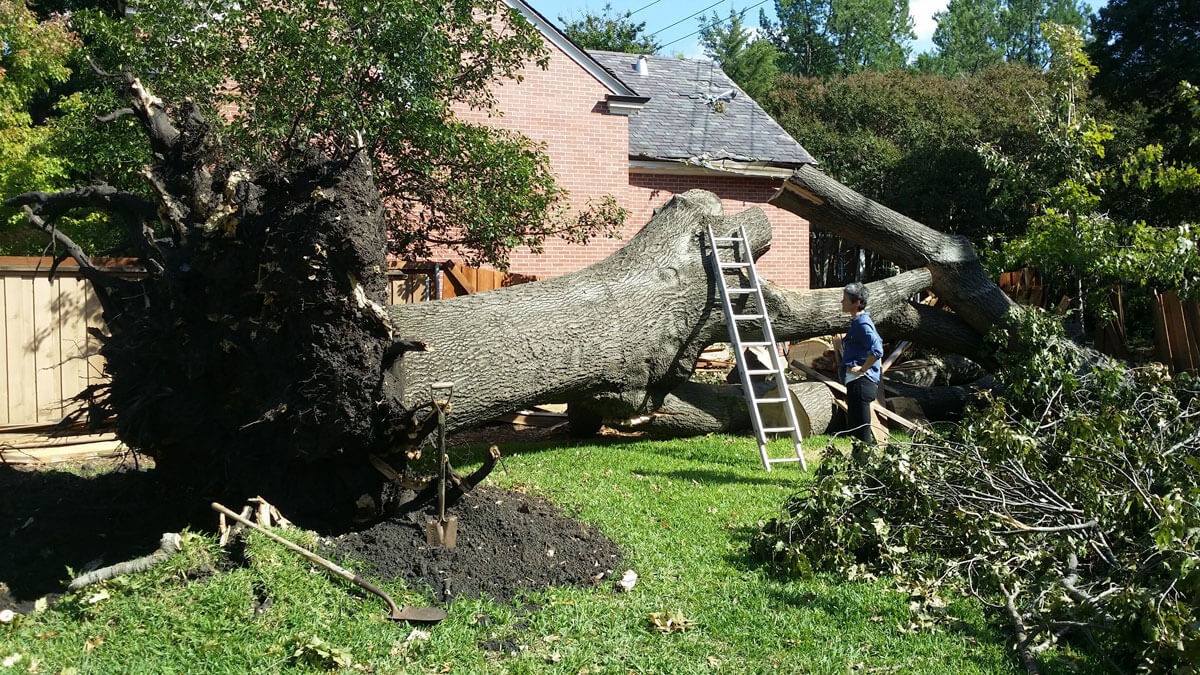 You are currently viewing Why You May Need a Tree Service Company