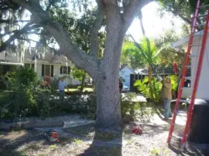 Tree care service in Dunedin, Fl.