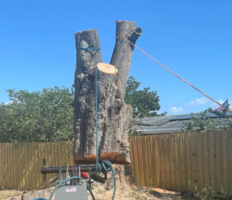 Large Laurel Oak removal